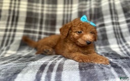 Mini Goldendoodle dogs for sale: Nelly - Image 3