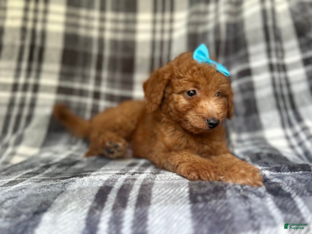 Mini Goldendoodle dogs for sale: Nelly - Image 3