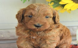 Mini Goldendoodle dogs for sale: Unity - Image 5