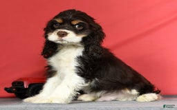 Cocker Spaniel dogs for sale: Gumbo - Image 3