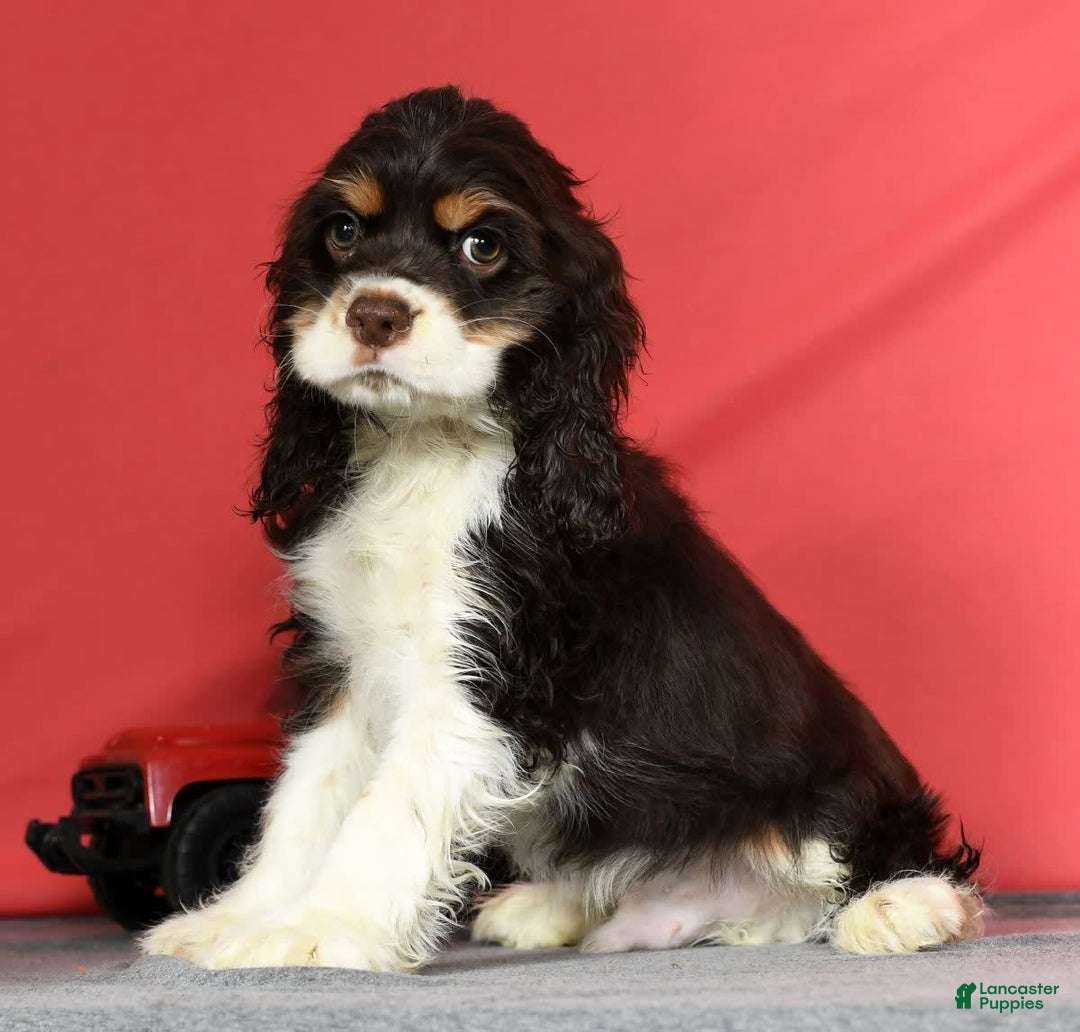 Cocker Spaniel dogs for sale: Gumbo - Image 3