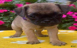 Puggle dogs for sale: Evi - Image 5