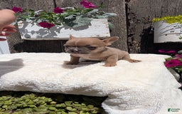 French Bulldog dogs for sale: Tessa - Image 8