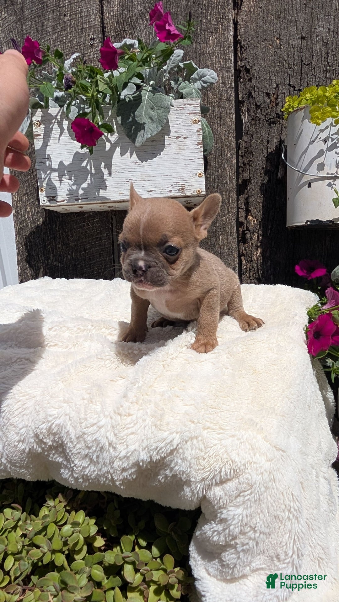 French Bulldog dogs for sale: Tessa - Image 8