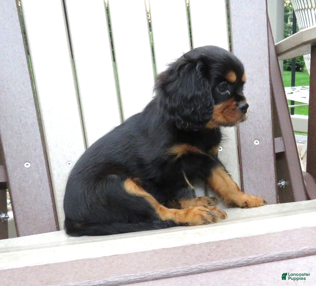 Cavalier King Charles Spaniel dogs for sale: Cavalier King Charles Spaniel 2 puppies - Image 4