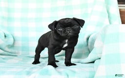 Pug dogs for sale: Knight - Image 3