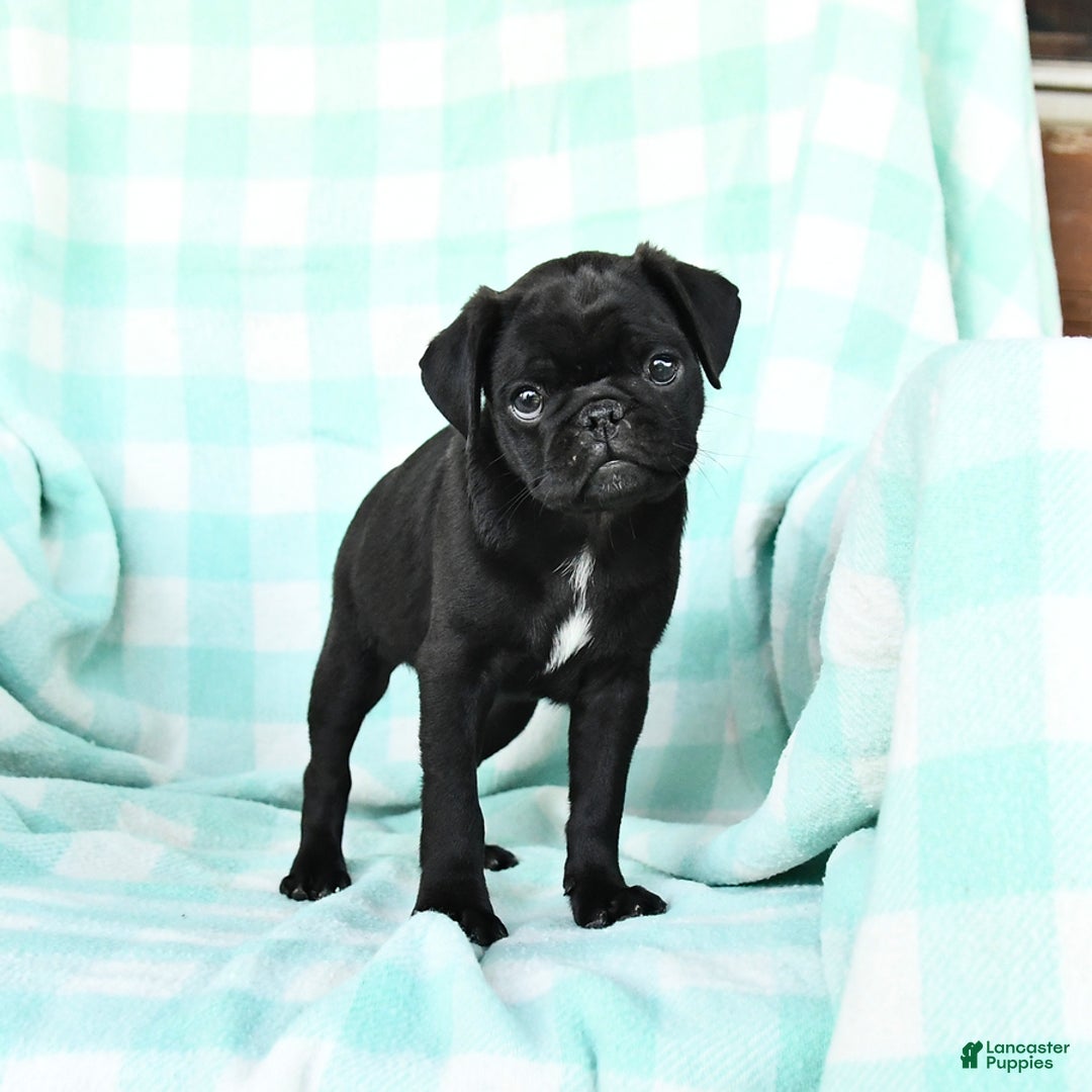 Pug dogs for sale: Knight - Image 3