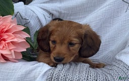 Miniature Dachshund dogs for sale: Buster - Image 8