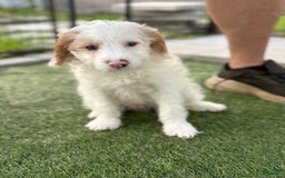 Cavapoo dogs for sale: Scooby - Image 1