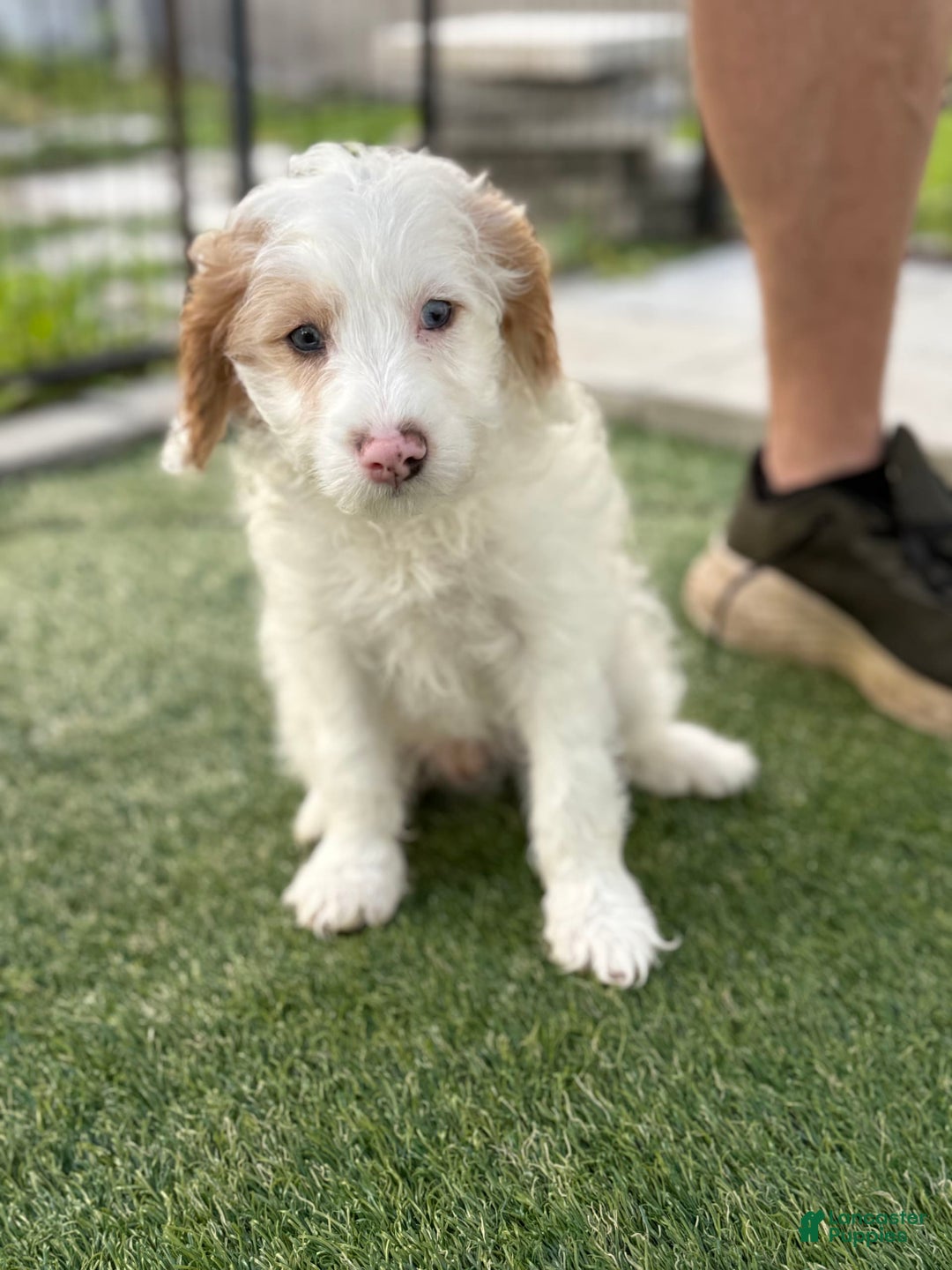 Cavapoo dogs for sale: Scooby - Image 1