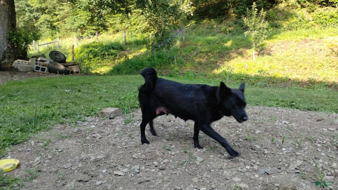 Norwegian Elkhound dogs for sale: Tulip - Image 5