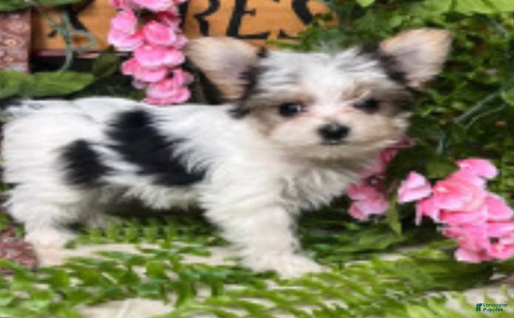 Yorkshire Terrier dogs for sale - Ad 1