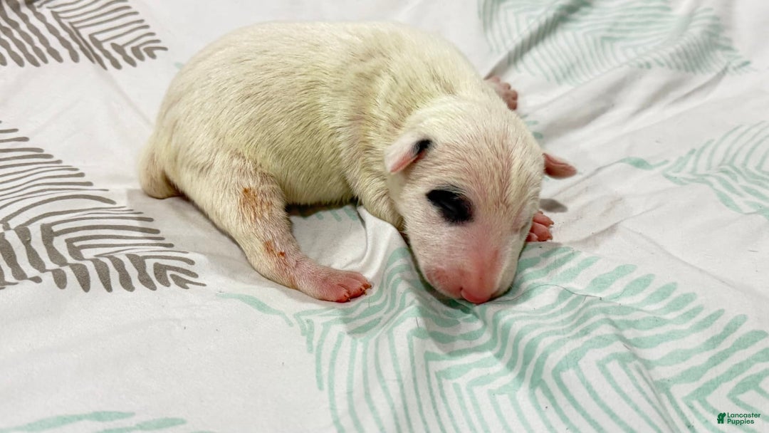 Bull Terrier dogs for sale: Target - Image 3