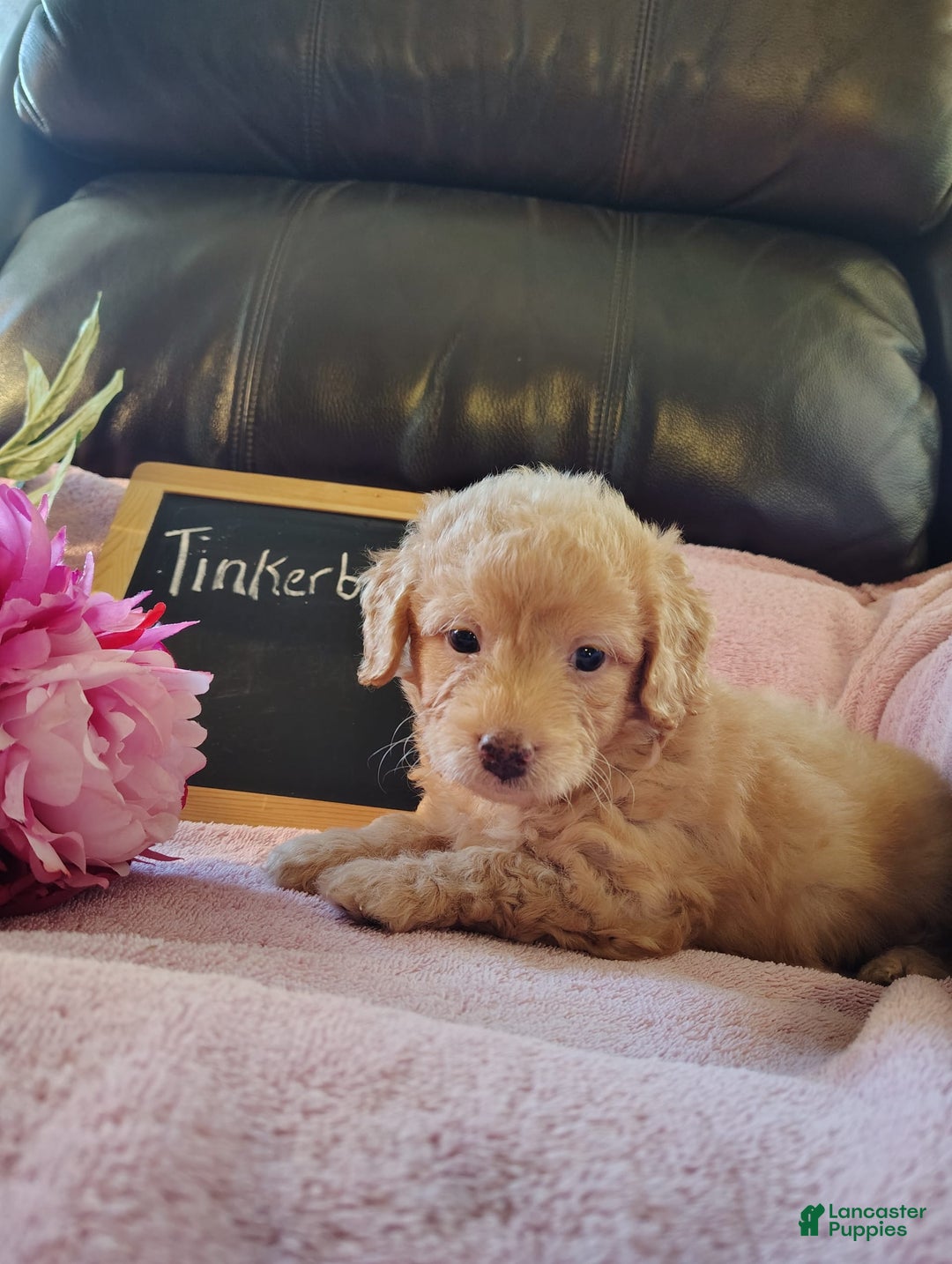 Mini Goldendoodle dogs for sale: Tinkerbell - Image 5