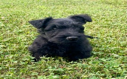 Scottish Terrier dogs for sale: Boone - Image 9