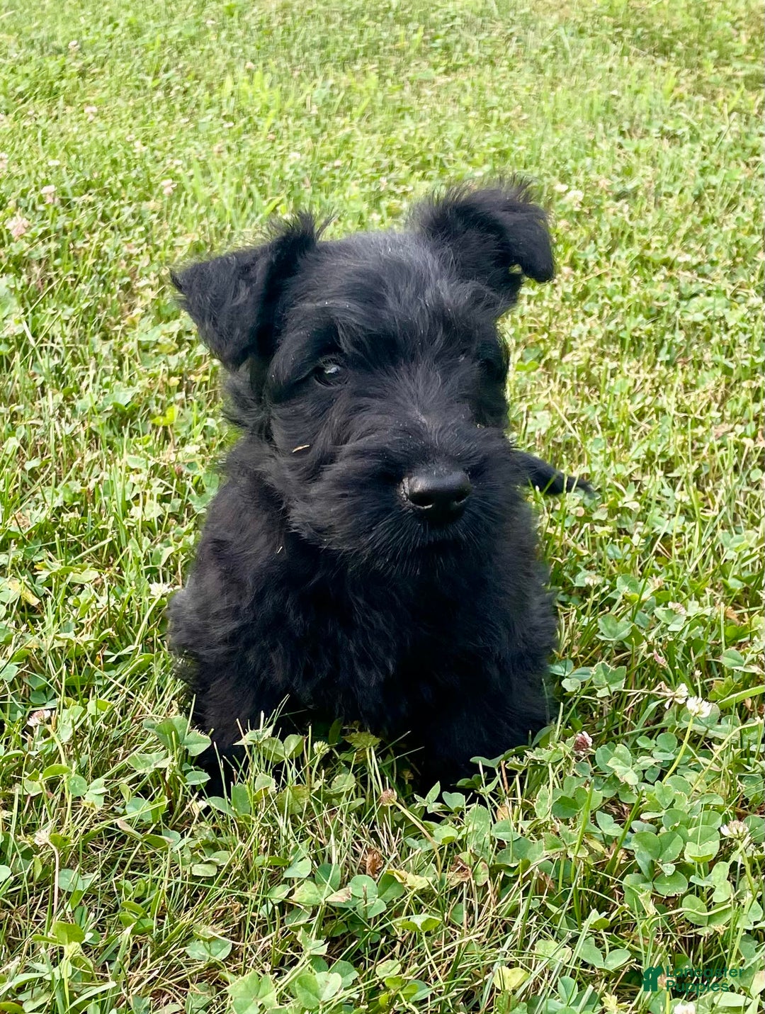 Scottish Terrier dogs for sale: Boone - Image 9