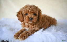 Cockapoo dogs for sale: Cockapoo 5 puppies - Image 15
