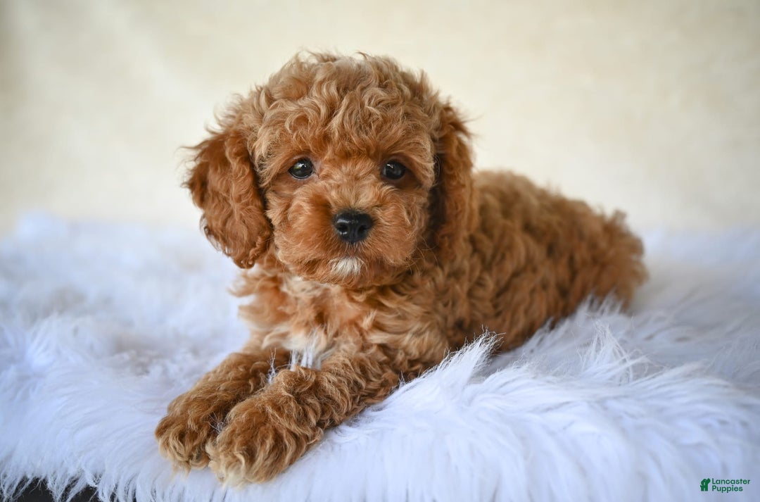 Cockapoo dogs for sale: Cockapoo 5 puppies - Image 15