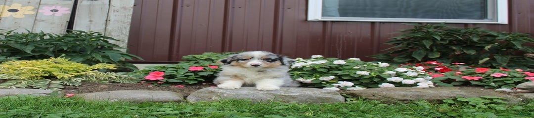 Leroy