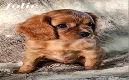 Cavalier King Charles Spaniel dogs for sale: Jolie - Image 2
