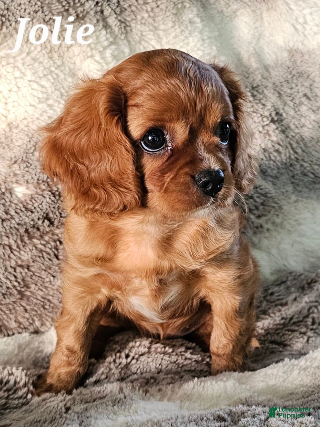 Cavalier King Charles Spaniel dogs for sale: Jolie - Image 2
