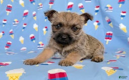 Cairn Terrier dogs for sale: Elmer - Image 3