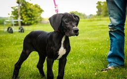 Great Dane dogs for sale: Athena - Image 19