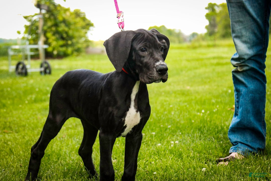 Great Dane dogs for sale: Athena - Image 19