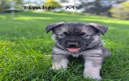 Goberian dogs for sale: Timber - Image 2