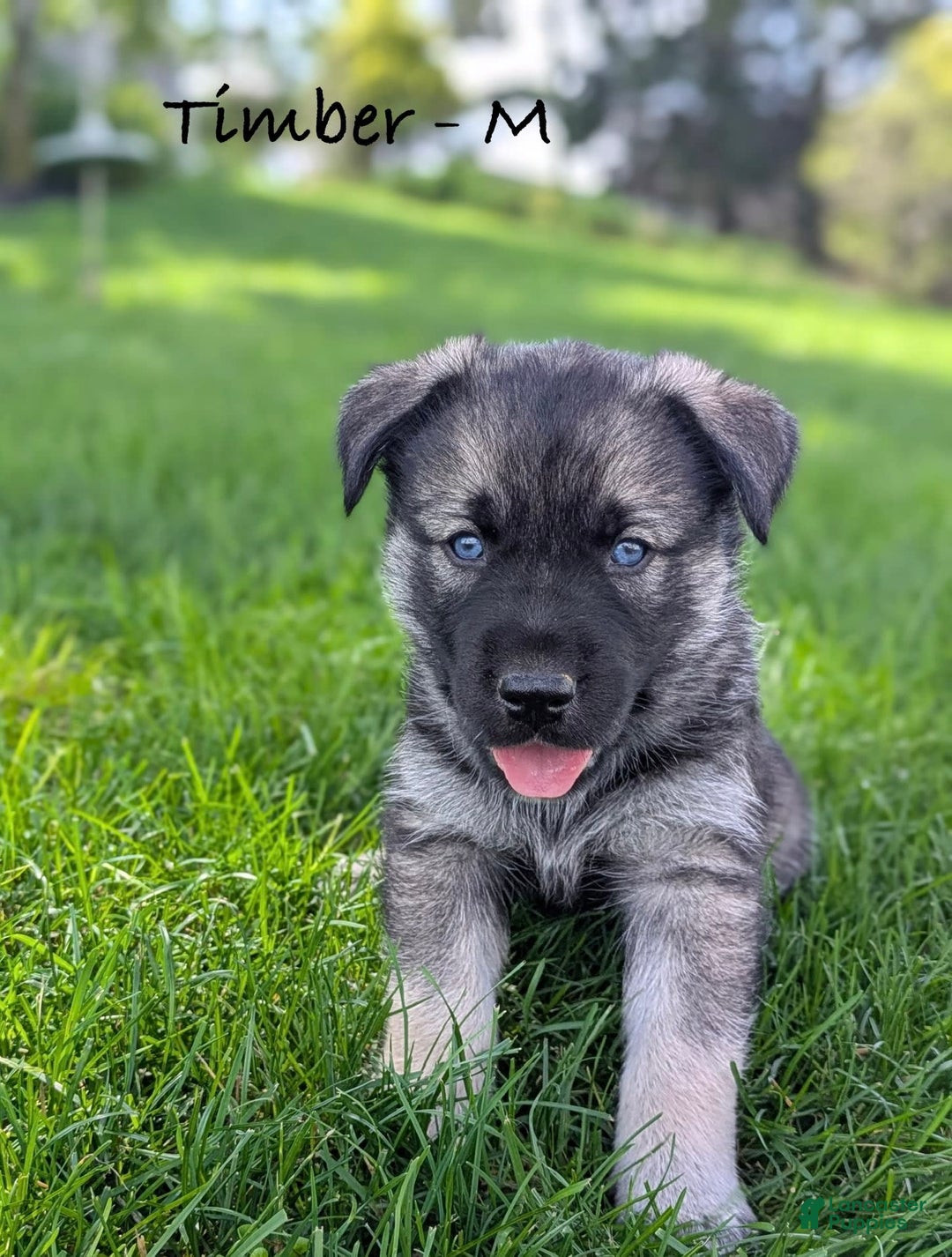 Goberian dogs for sale: Timber - Image 2