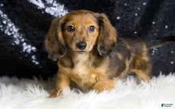 Miniature Dachshund dogs for sale: River - Image 4