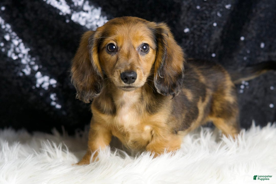 Miniature Dachshund dogs for sale: River - Image 4