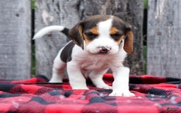 Beagle dogs for sale: Kylo - Image 1