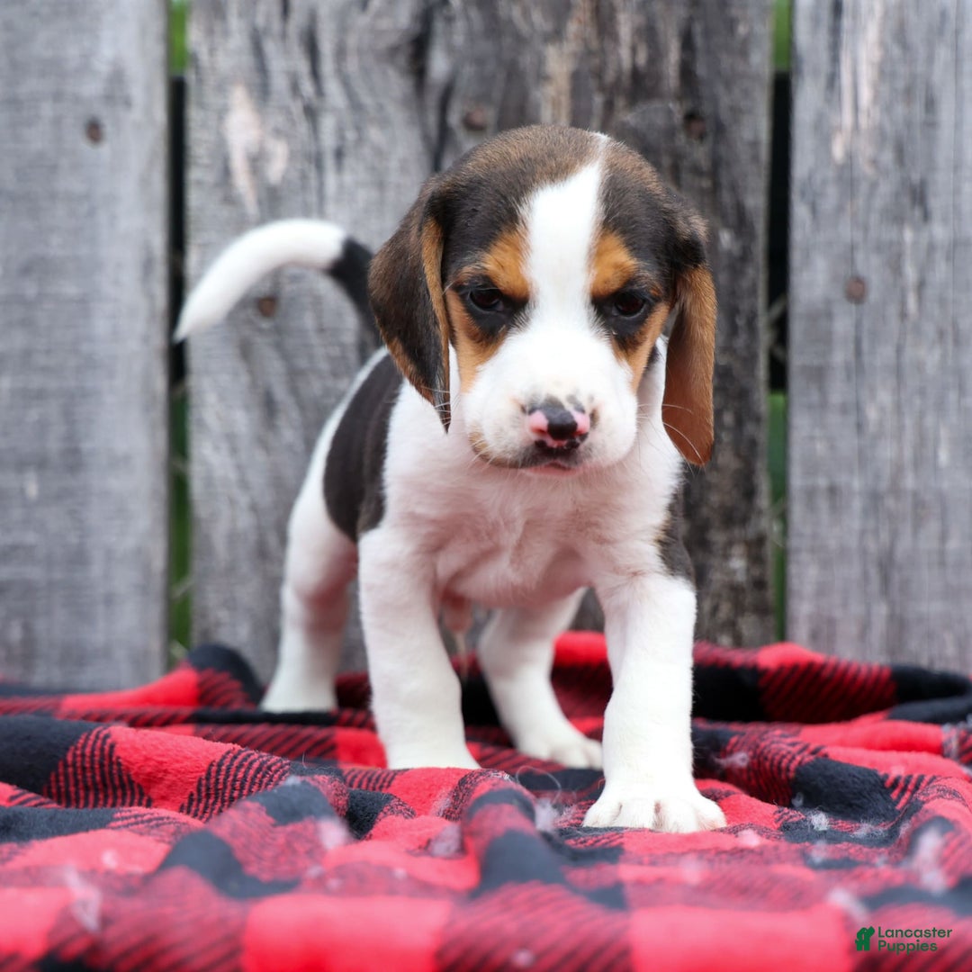 Beagle dogs for sale: Kylo - Image 1
