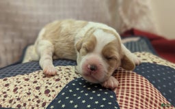 Cockapoo dogs for sale: Rebel - Image 12