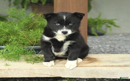 Pomsky dogs for sale: Honey - Image 1