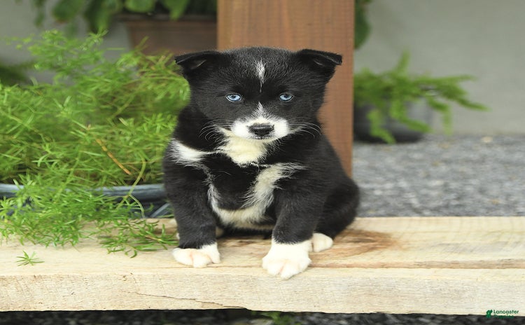 Pomsky dogs for sale - Ad 4
