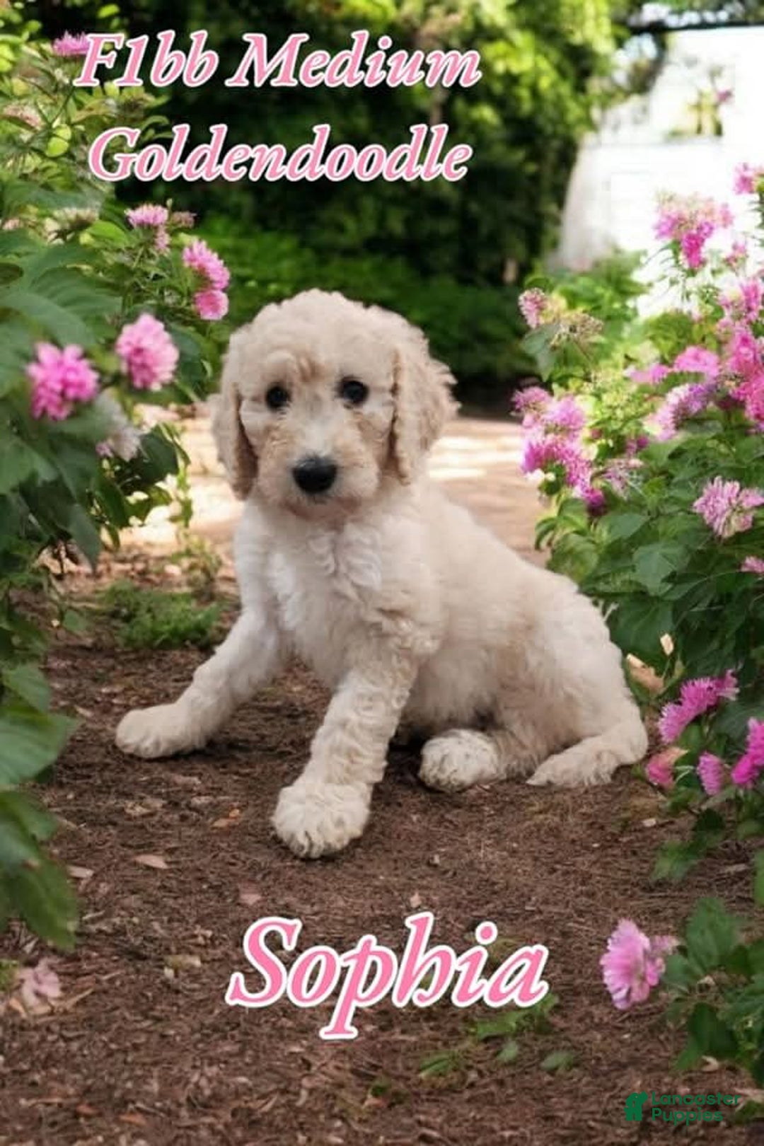 Goldendoodle dogs for sale: Sophia - Image 2