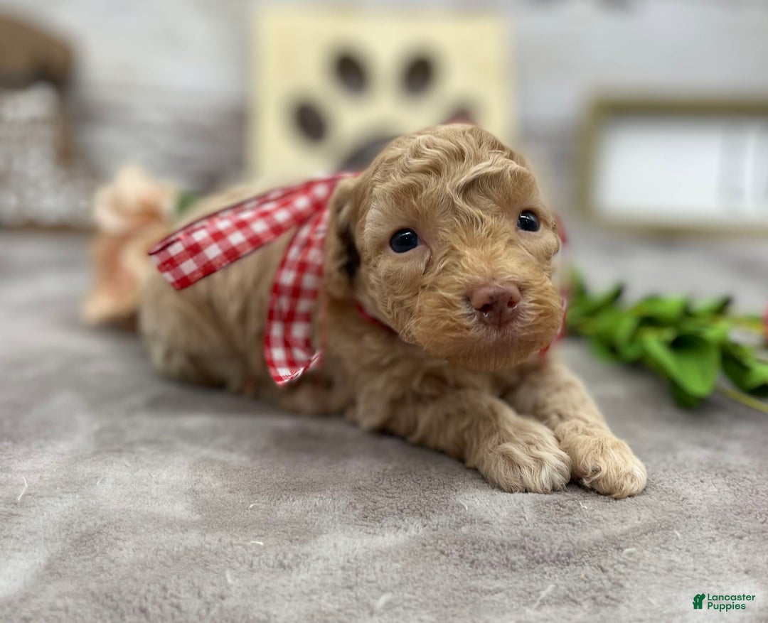 Miniature Poodle dogs for sale: Taren - Image 6