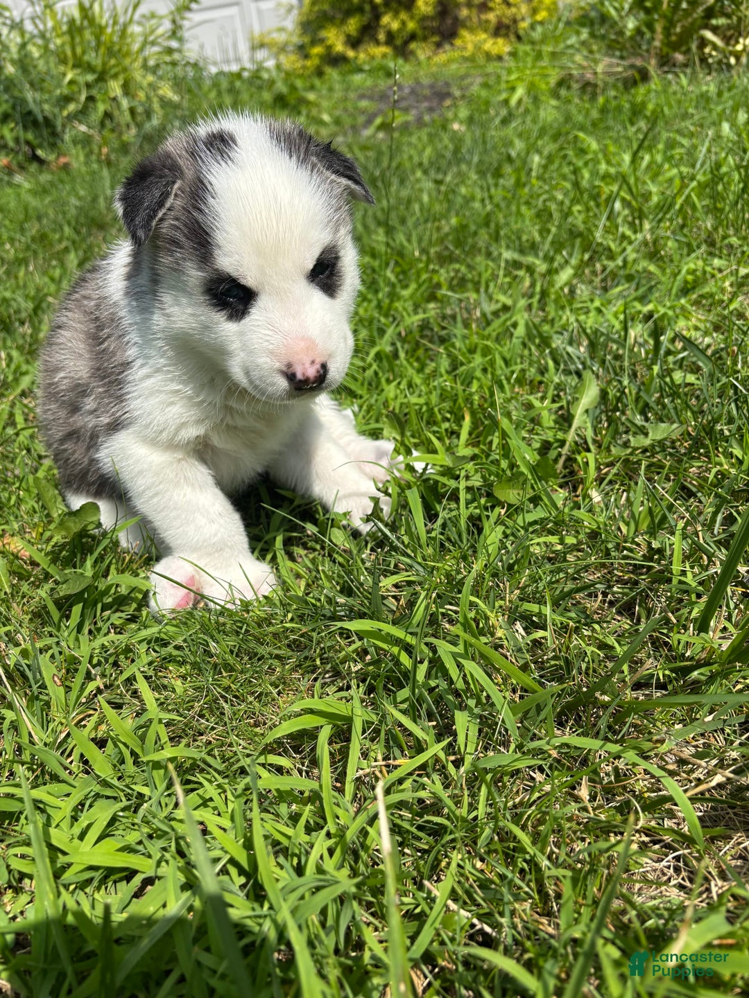 Siberian Husky dogs for sale: Baby D - Image 1