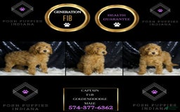 Mini Goldendoodle dogs for sale: Captain - Image 4