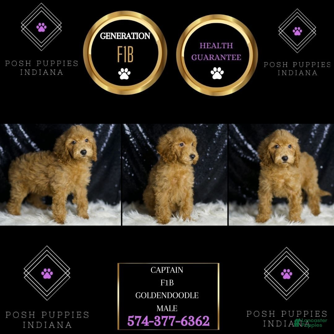 Mini Goldendoodle dogs for sale: Captain - Image 4