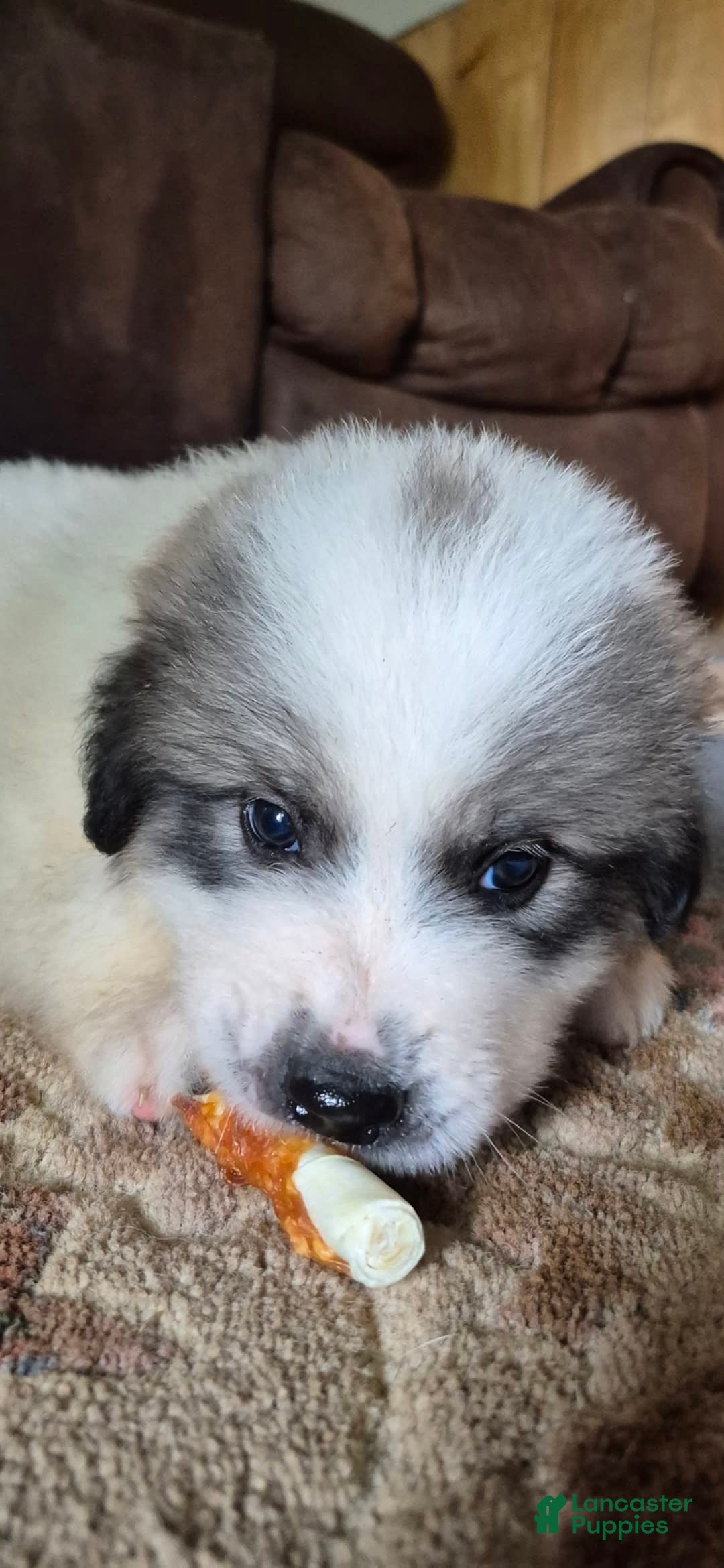 Great Pyrenees dogs for sale: Purple - Image 7