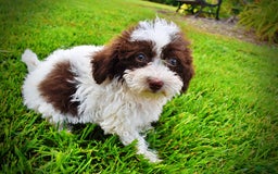 Havapoo dogs for sale: Bella - Image 11