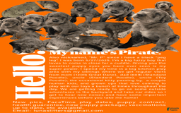 Great Dane dogs for sale: Pirate - Image 1