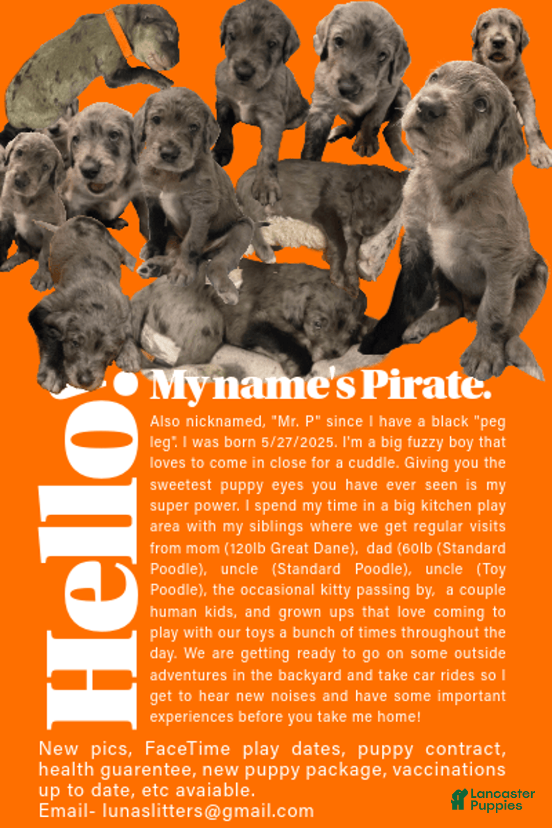 Great Dane dogs for sale: Pirate - Image 1