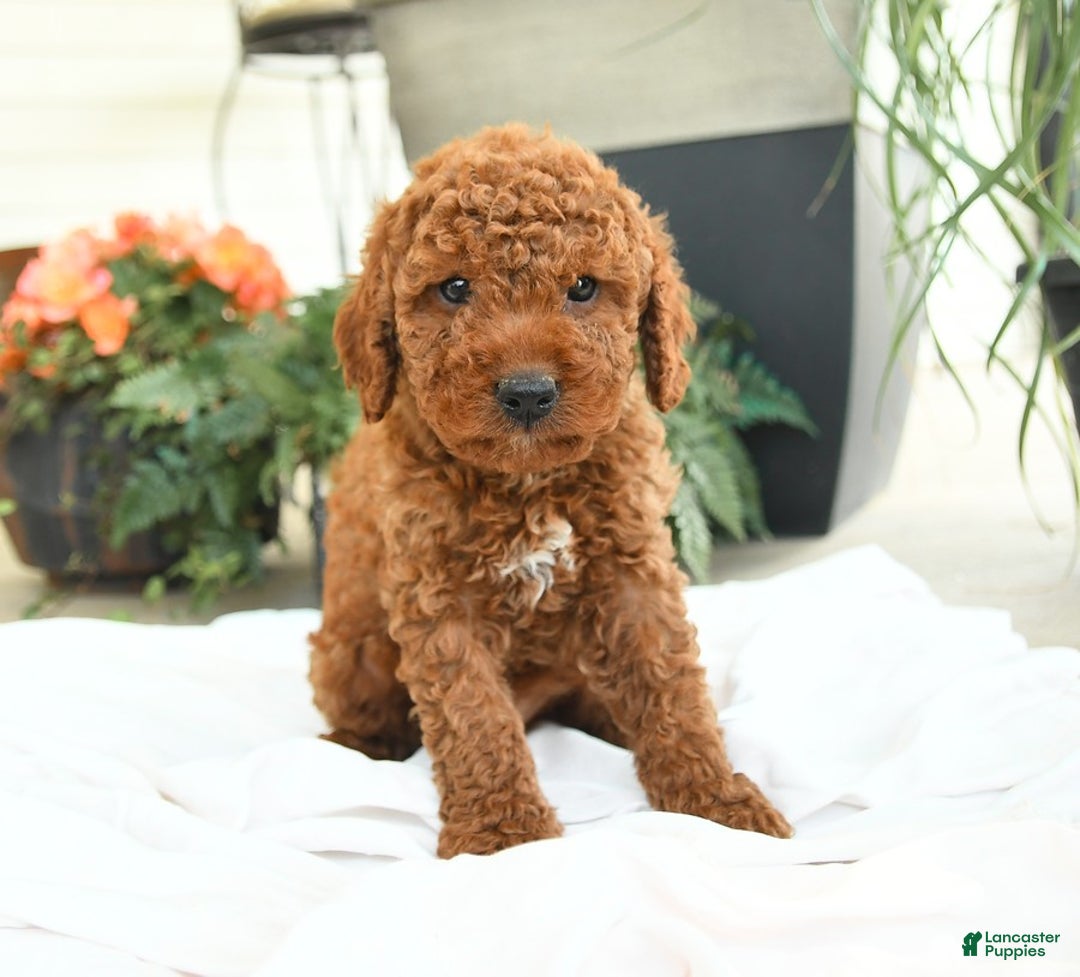 Mini Goldendoodle dogs for sale: Goose - Image 1
