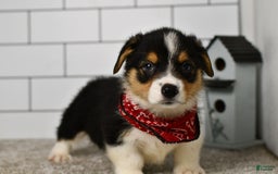 Welsh Corgi Pembroke dogs for sale: Marion - Image 2