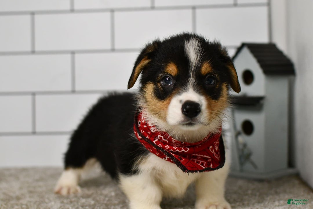 Welsh Corgi Pembroke dogs for sale: Marion - Image 2