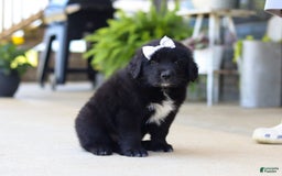 Newfoundland dogs for sale: Sasha - Image 2